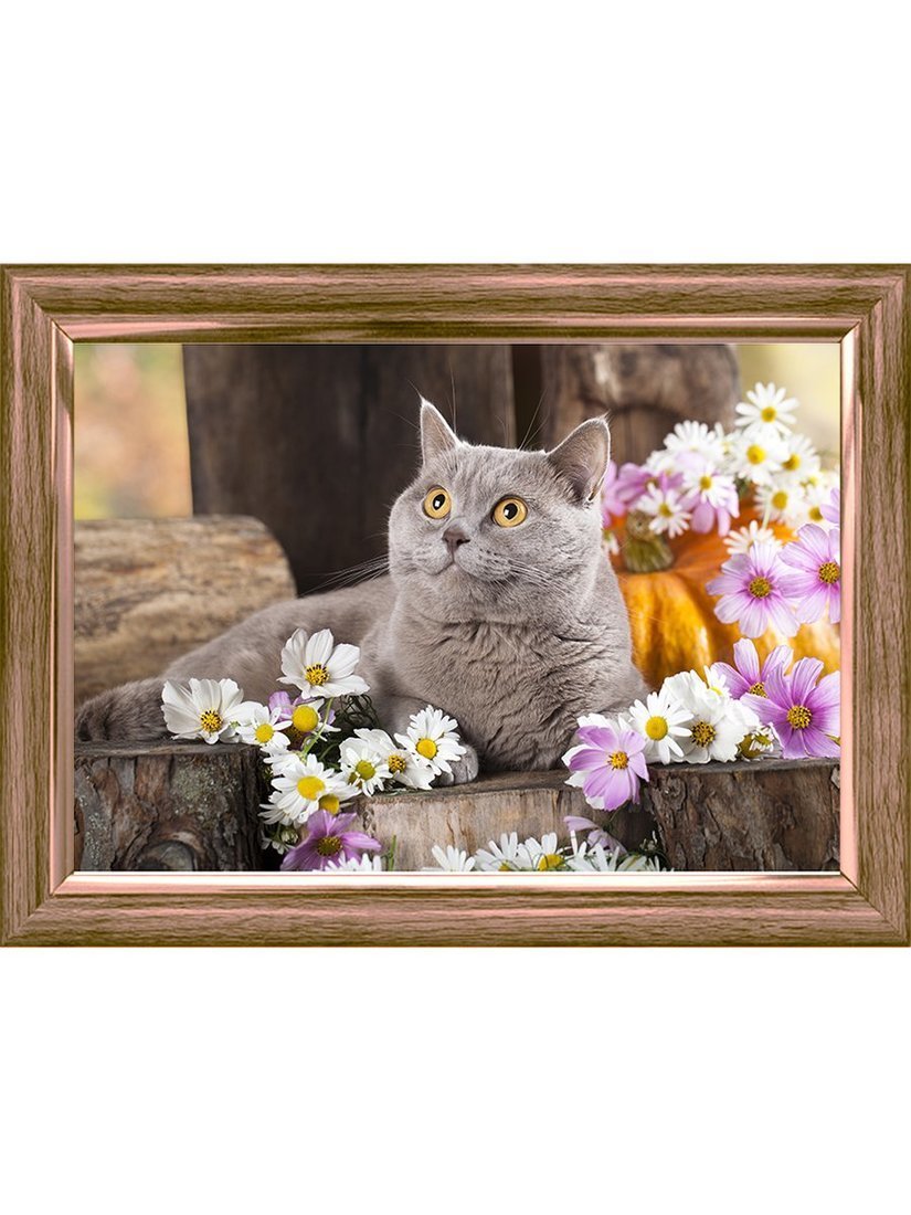 Алмазная мозаика Рыжий Кот Британский кот, 40х50 см - ACD5004