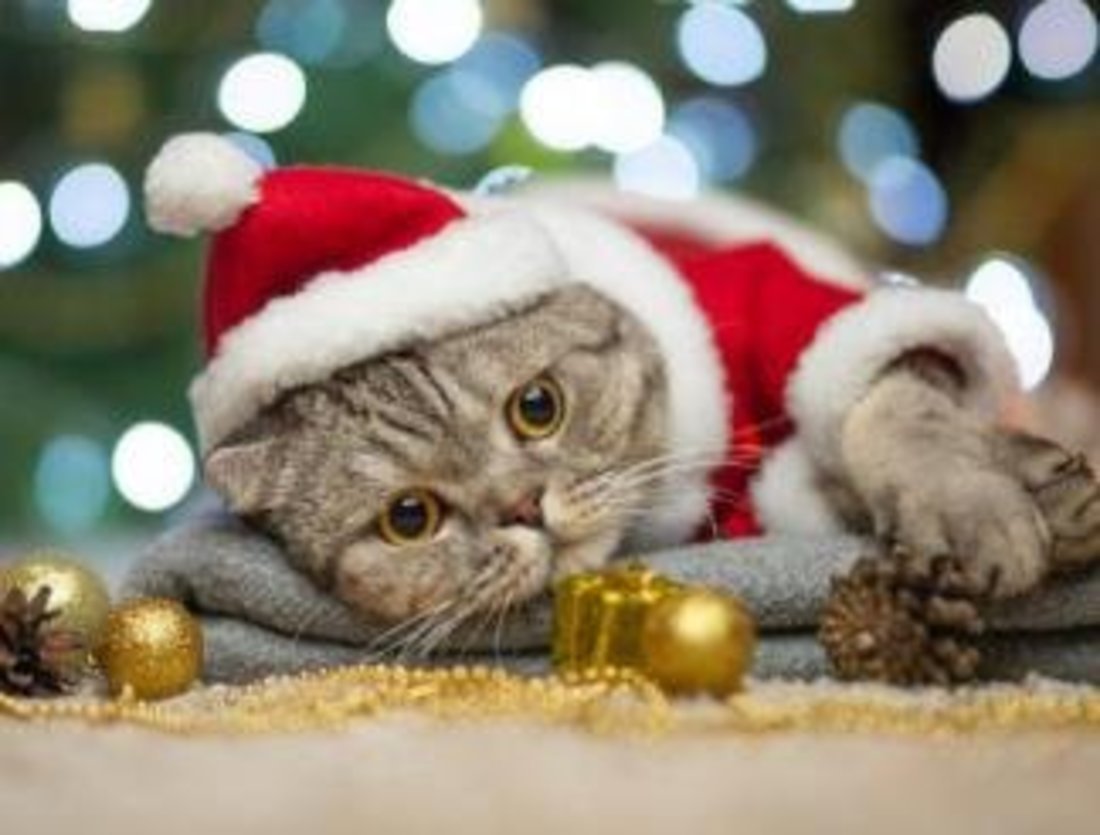 Алмазная мозаика Милый новогодний котик 30х40 см - DL035