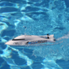 Радиоуправляемый катер ProBoat Jet Jam 12 Pool Racer RTR 2.4G - PRB08031T2