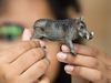 Фигурка Schleich Бородавочник - SLH14843