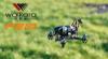 Радиоуправляемый гоночный квадрокоптер Walkera F210 (камера, OSD) BNF 5.8G - WK-F210-BNF