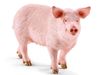 Фигурка Schleich Свинья - SLH13782