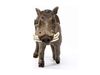 Фигурка Schleich Бородавочник - SLH14843