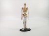 Анатомический скелет Edu-Toys - SK057