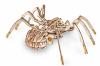 3D пазл деревянный Ewa SPIDER (Паук) - ESr
