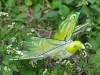 Радиоуправляемая птица RCP E-Bird Pigeon 27Mhz - RTA-0004-01