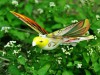 Радиоуправляемая птица RCP E-Bird Pigeon 27Mhz - RTA-0004-01