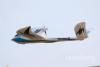 Радиоуправляемый самолет FreeWing Seagull KIT - FG20111K