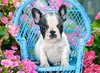 Пазл Castorland *French Bulldog Puppy*, 100 элементов - В-111152