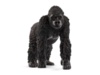 Фигурка Schleich Горилла, самка - SLH14771
