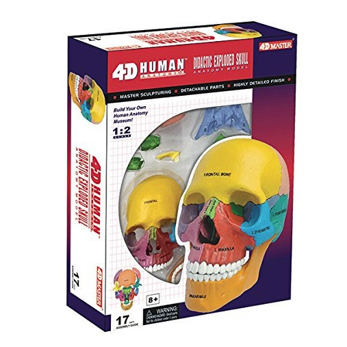 Анатомическая модель 4D Master Череп по зонам - tc26087