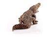 Фигурка Schleich Крокодил - SLH14736