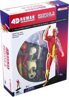 Анатомическая модель 4D Master Человеческие мышцы - tc26058