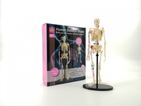 Анатомический скелет Edu-Toys - SK057