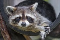 Картина по номерам по холсту *Енотик*, 40х50 см - Х-3536