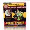 Набор для исследований Профессор Эйн: Скелет и череп - E2381NSS