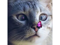 Картины мозаикой Molly Кот с бабочкой 30х30 (28 цветов) - KM0691