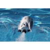 Радиоуправляемый катер ProBoat Jet Jam 12 Pool Racer RTR 2.4G - PRB08031T2